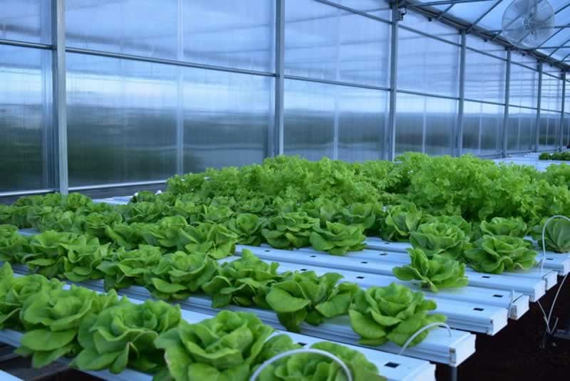 buy hydroponic products online
