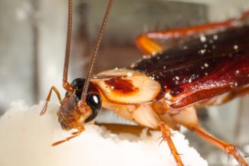 пръскане против хлебарки